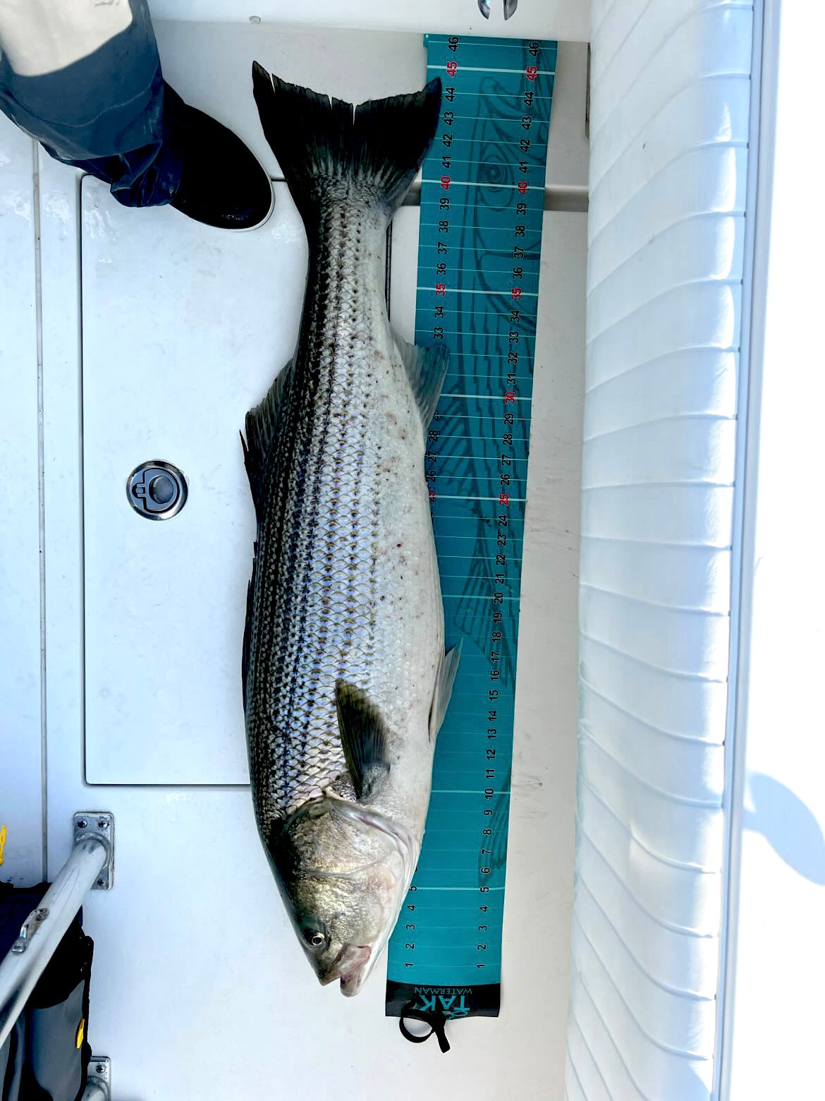 Striper Ruler 2.0